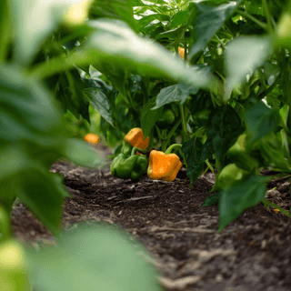 A close photo of a Bell pepper