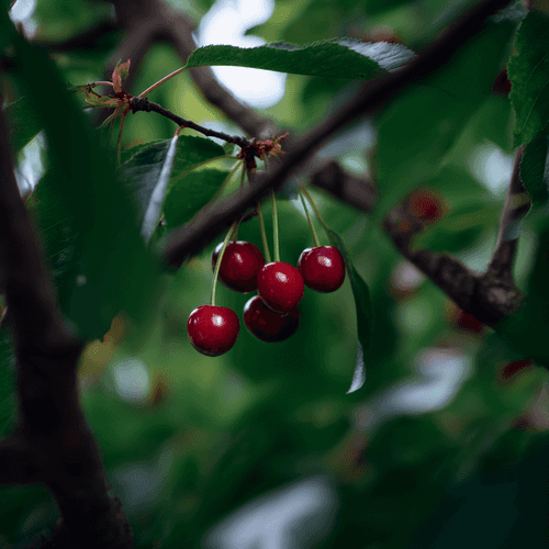 A close photo of a cherry