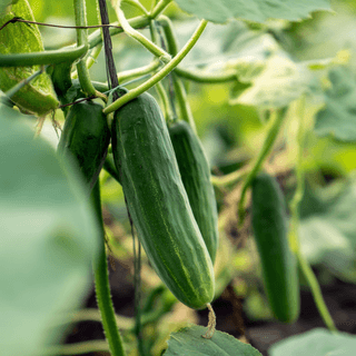 A close photo of a Cucumber