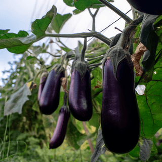 A close photo of a Eggplant