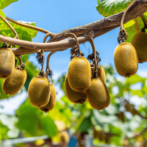 A close photo of a kiwi