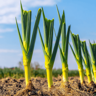 A close photo of a Leek