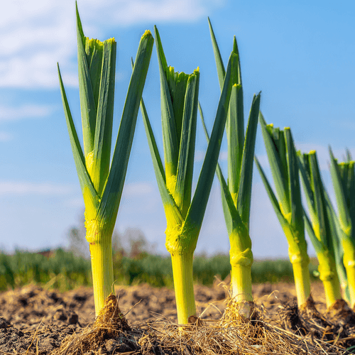 A close photo of a leek