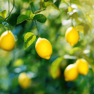 A close photo of a Lemon