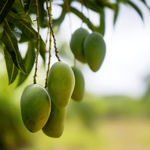 A close photo of mangoes
