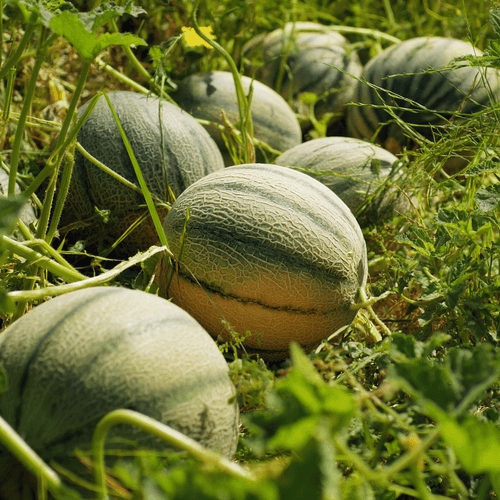 A close photo of a melon