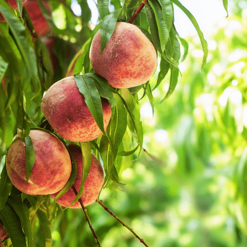 A close photo of a peach