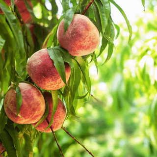 A close photo of a Peach