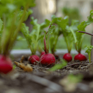 A close photo of a Radish
