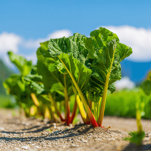 A close photo of rhubarb