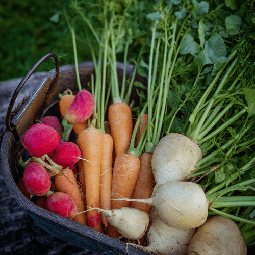 A close photo of a basket of root vegetables
