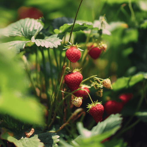 A close photo of a strawberry
