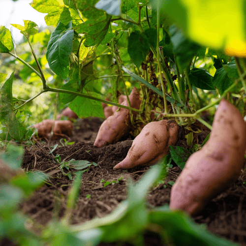 A close photo of sweet potatoes