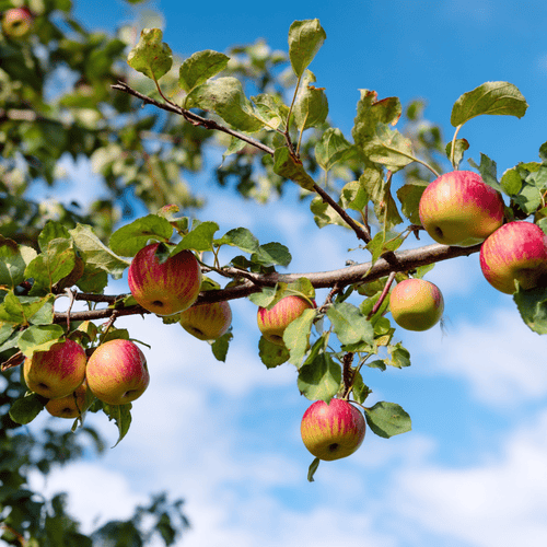 A close photo of apples