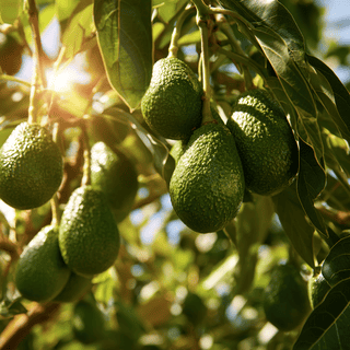 A close photo of a Avocado
