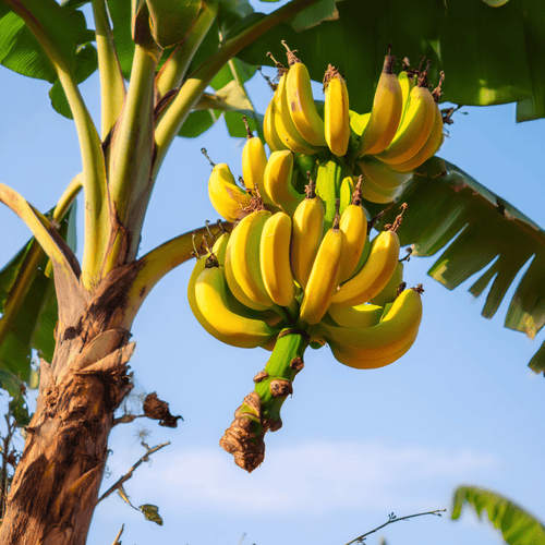 A close photo of a banana