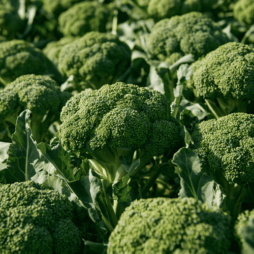 A close photo of broccoli