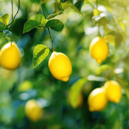 A close photo of a lemon