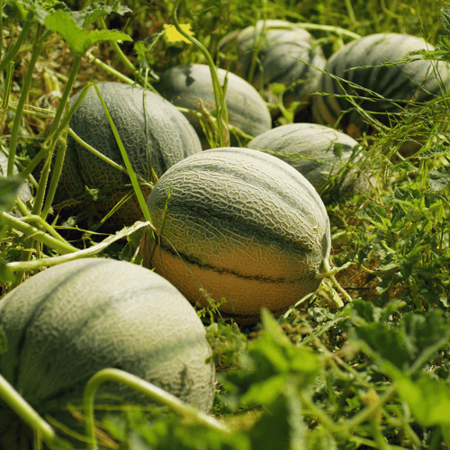 A close photo of melons