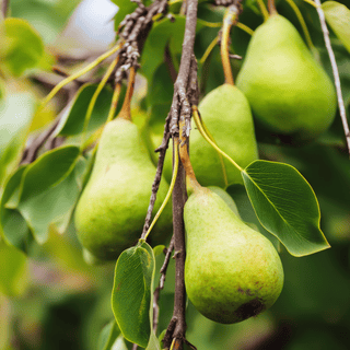 A close photo of a Pear