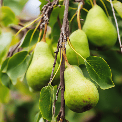 A close photo of pears