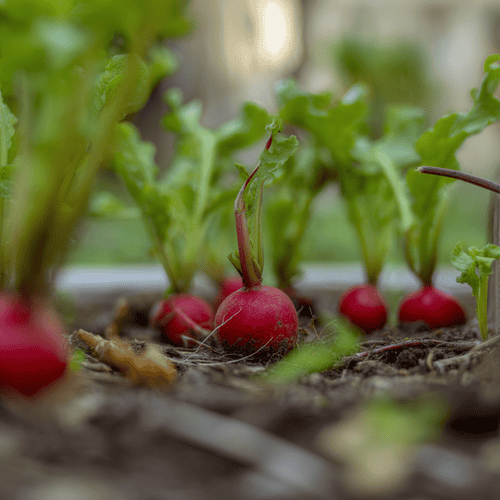 A close photo of radishes