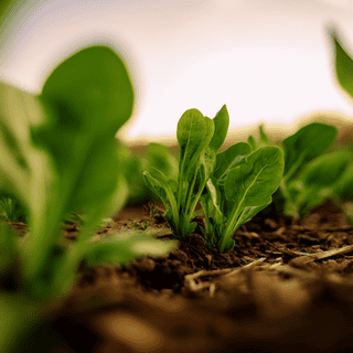 A close photo of a Spinach