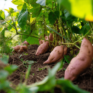 A close photo of a Sweet potato